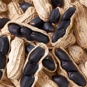 Black Peanut Seeds 10/20/50/100