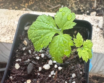 Red-Stemmed "Reiso" Dwarf Ashitaba Angelica keiskei koidzumi Tomorrow Leaf starter plants