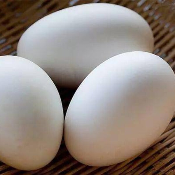 Fresh goose egg (Not for hatching) for Eating & blown goose egg for crafting