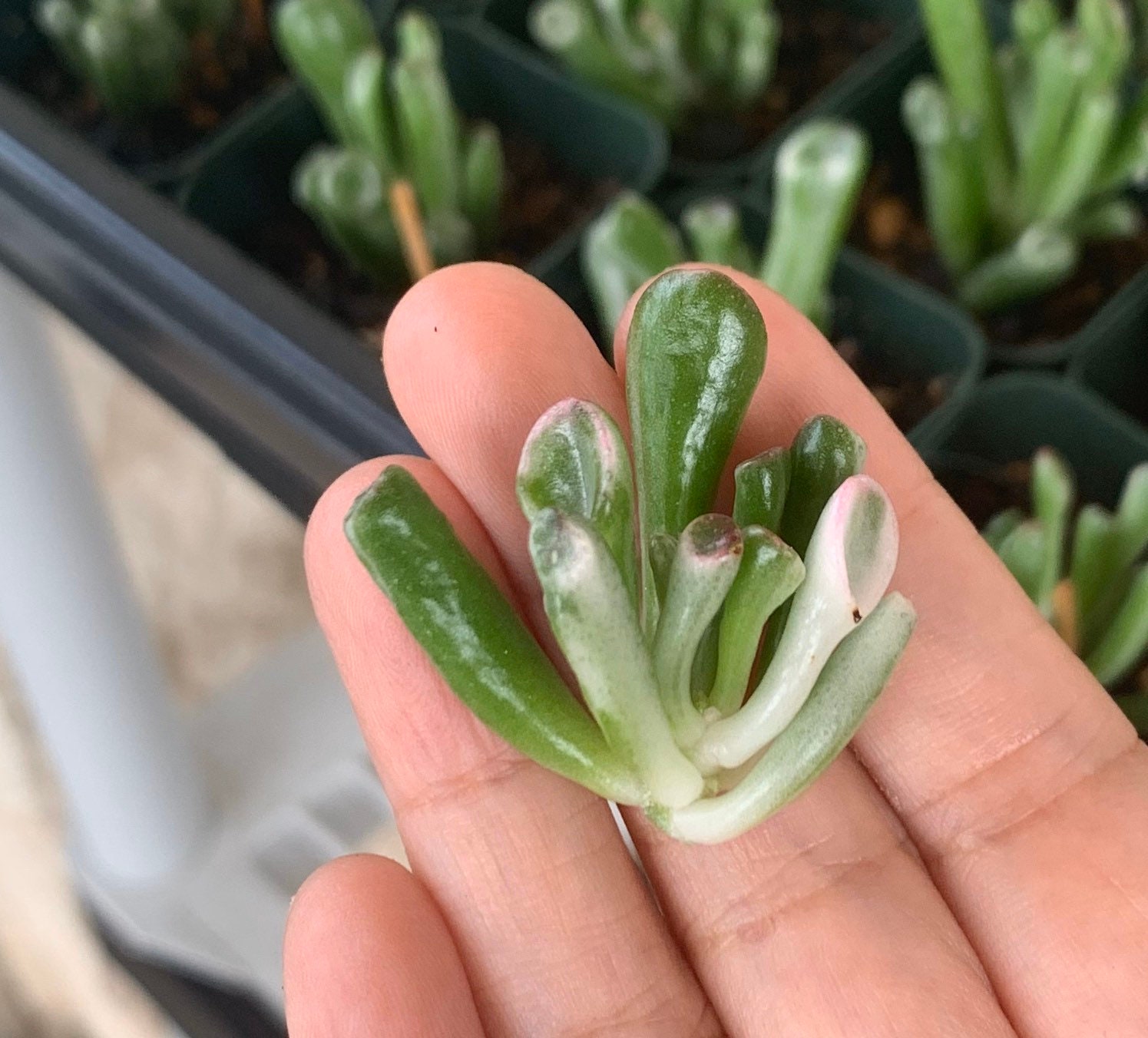 Rare Succulent Crassula Ovata Gollum Reverse Etsy New Zealand