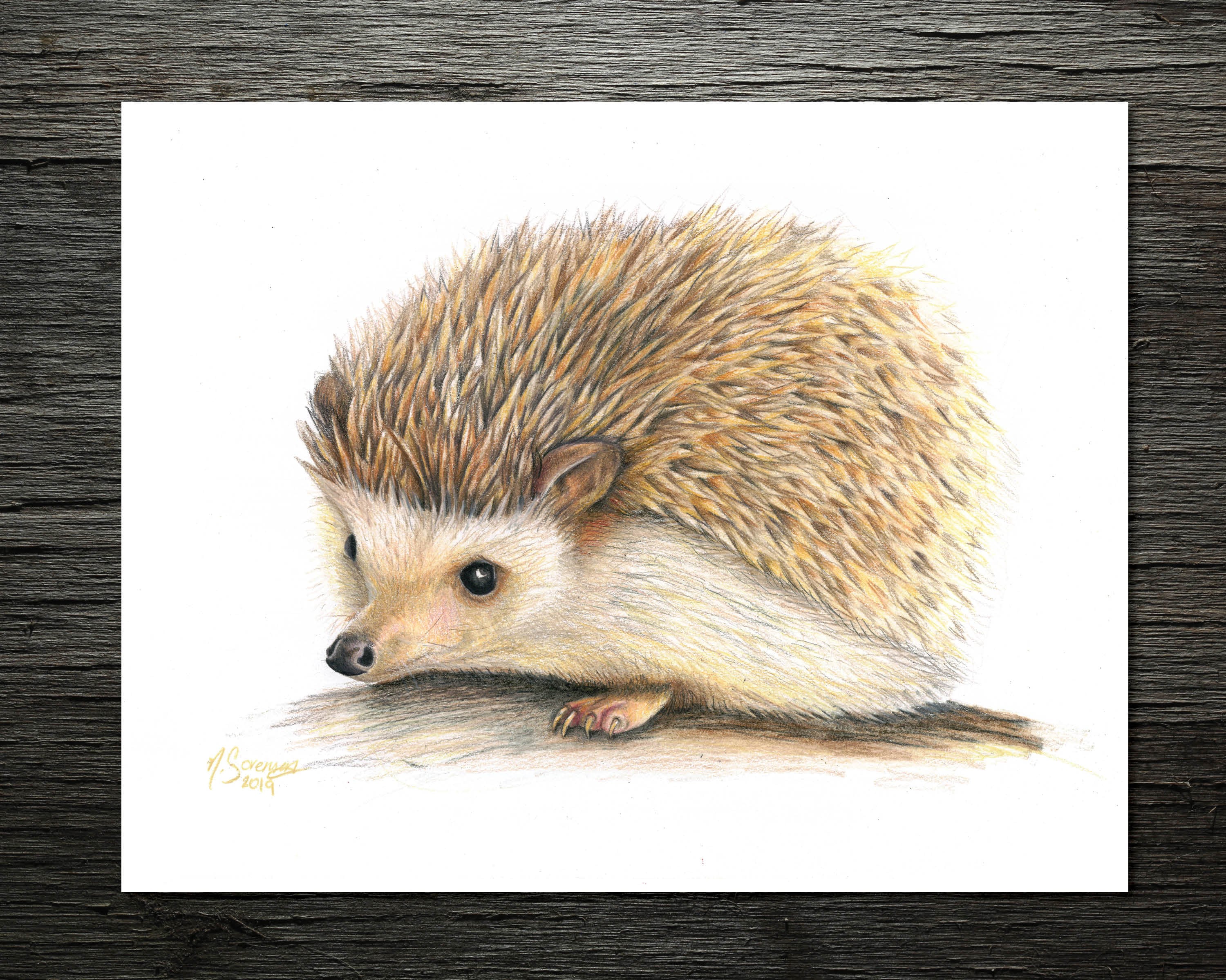 ハリネズミ　油彩画　原画 716qMPsMc8L._UF350,350_QL50_.jpg