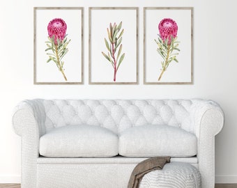 Native flower Printable, Set of 3 Watercolor Protea Prints, Floral Collection Prints, Instant Download