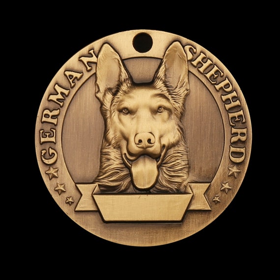 Race chien berger belge malinois : énergique et protecteur