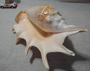 Assorted Shells Murex Two Reef Rock Specimens Sea Shell Assortment Carrier Shell Spider Conch 7 Shells Whelk Shell Collecting Cones