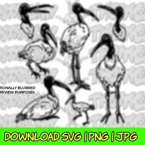 Bin Chicken SVG, ibis svg, bin chicken clipart, bin chicken line art, bin chicken Silhouette, ibis png, ibis jpg, ibis download, ibis png