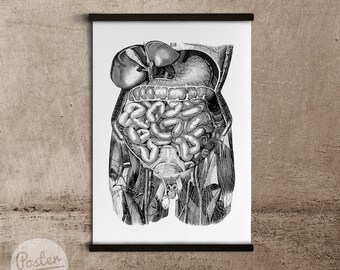 Vintage Anatomical Prints Pelvis Vintage Poster Educational Poster Skeleton Illustration #643 Illustration Print