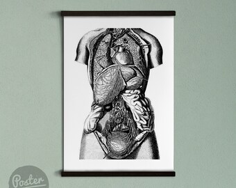 Vintage Anatomical Prints Pelvis Vintage Poster Educational Poster Skeleton Illustration #643 Illustration Print