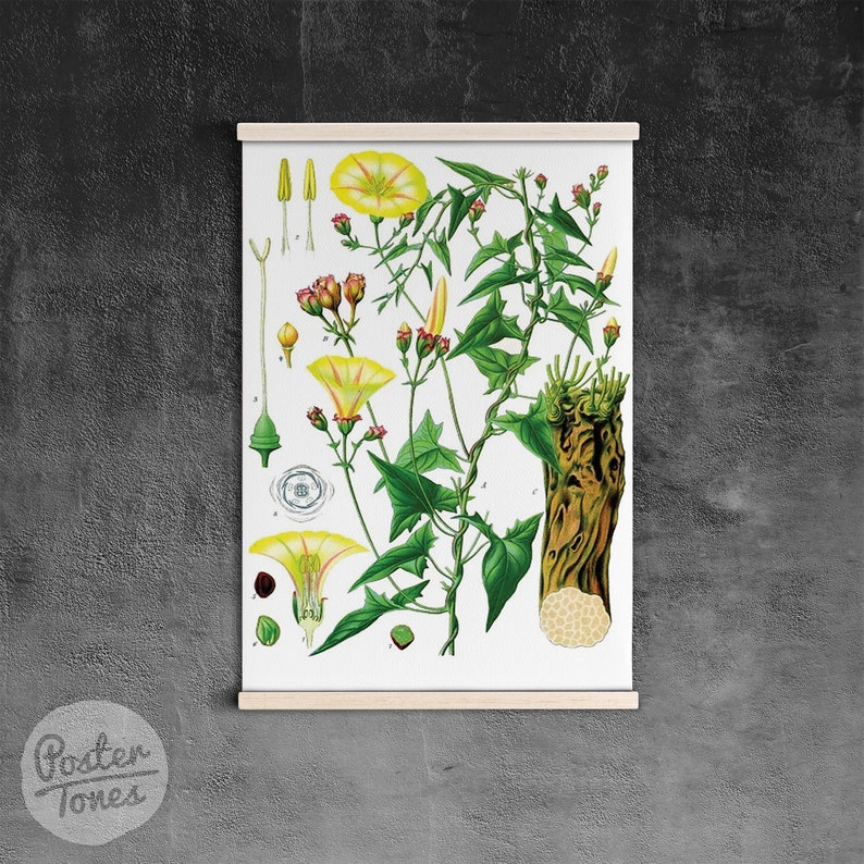 Vintage Botanical Print Mushrooms Science Champignons Vintage Poster with Frames Flowers Print Vintage Wall Art Sketched Flowers #675
