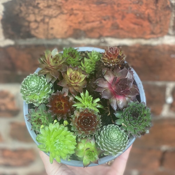 Mixed Colour Sempervivum Plants  • FREE P&P •