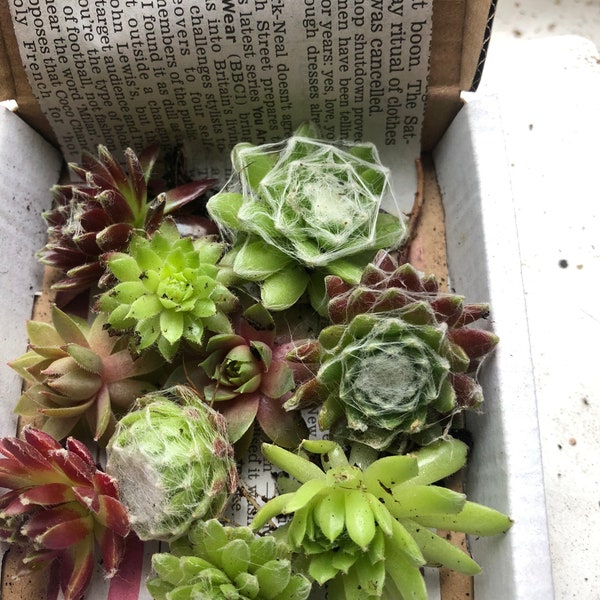 10x Sempervivum Plants mixed different varieties colours • succulents