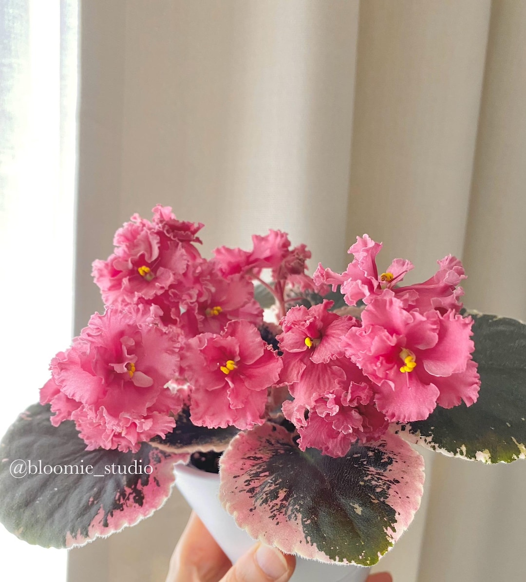Variegated African Violet Ness' Orange Pekoe 1 Leaf Cutting - Etsy