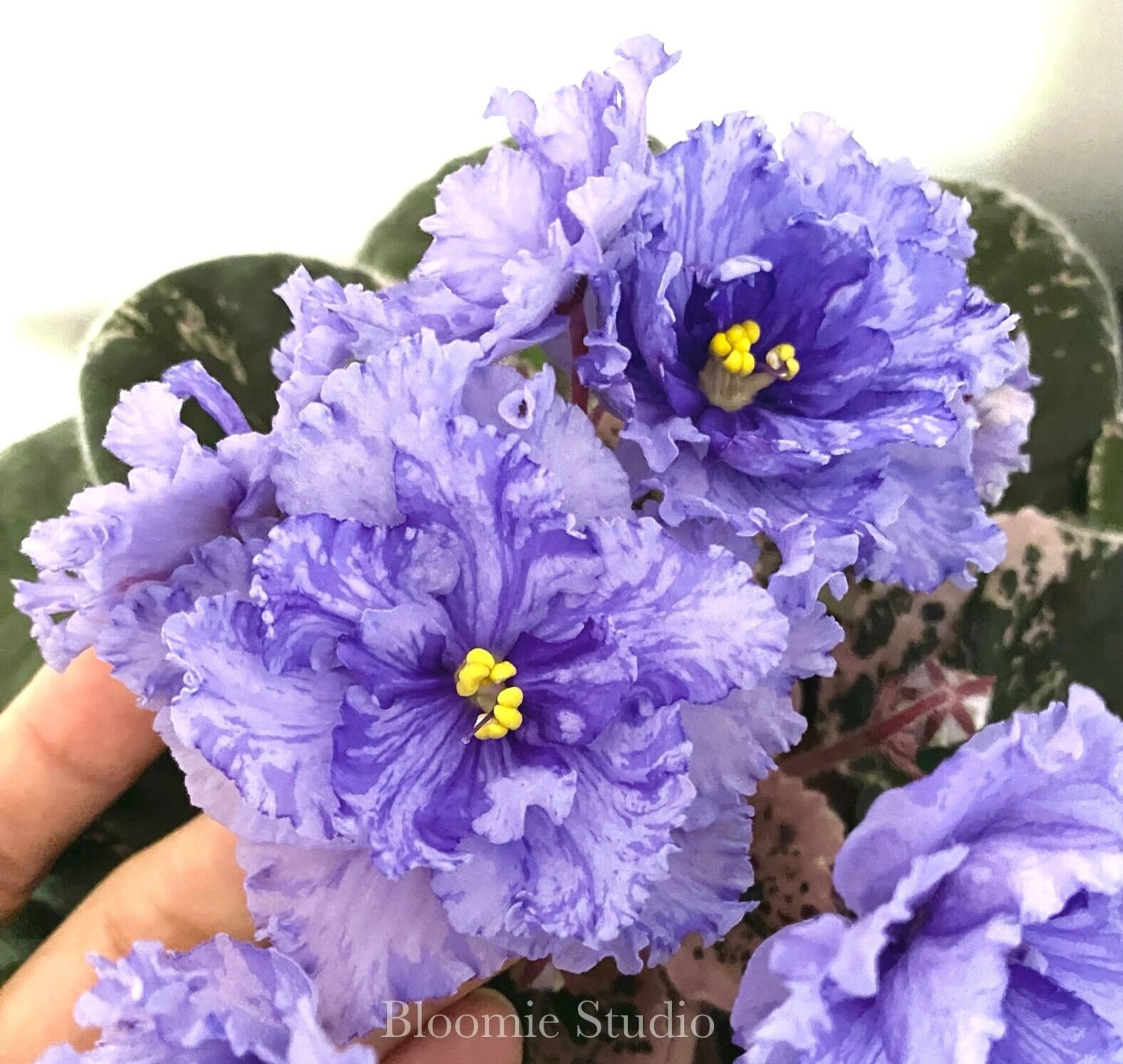 OPUS ONE Variegated African Violet 1 Leaf Cutting - Etsy