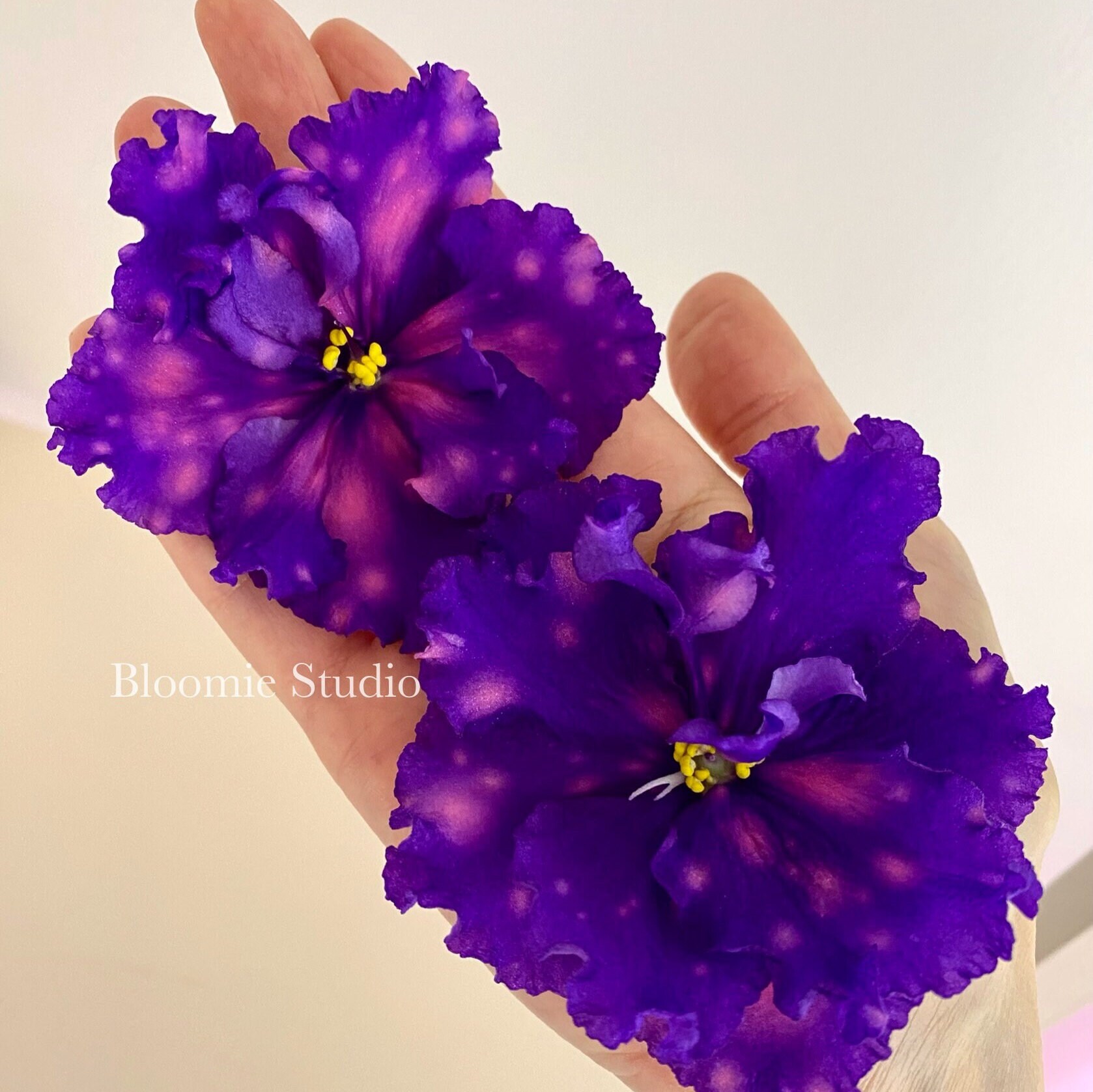 Dn-royal Star Rare African Violet 1 Leaf Cutting - Etsy
