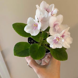 May include: A potted African violet plant with white and pink flowers. The flowers have delicate petals and a yellow center. The plant has green, heart-shaped leaves. The pot is held in a person's hand.