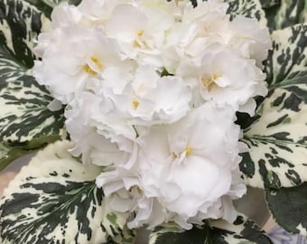 Rare! Buckeye  Big Snowstorm variegated African Violet