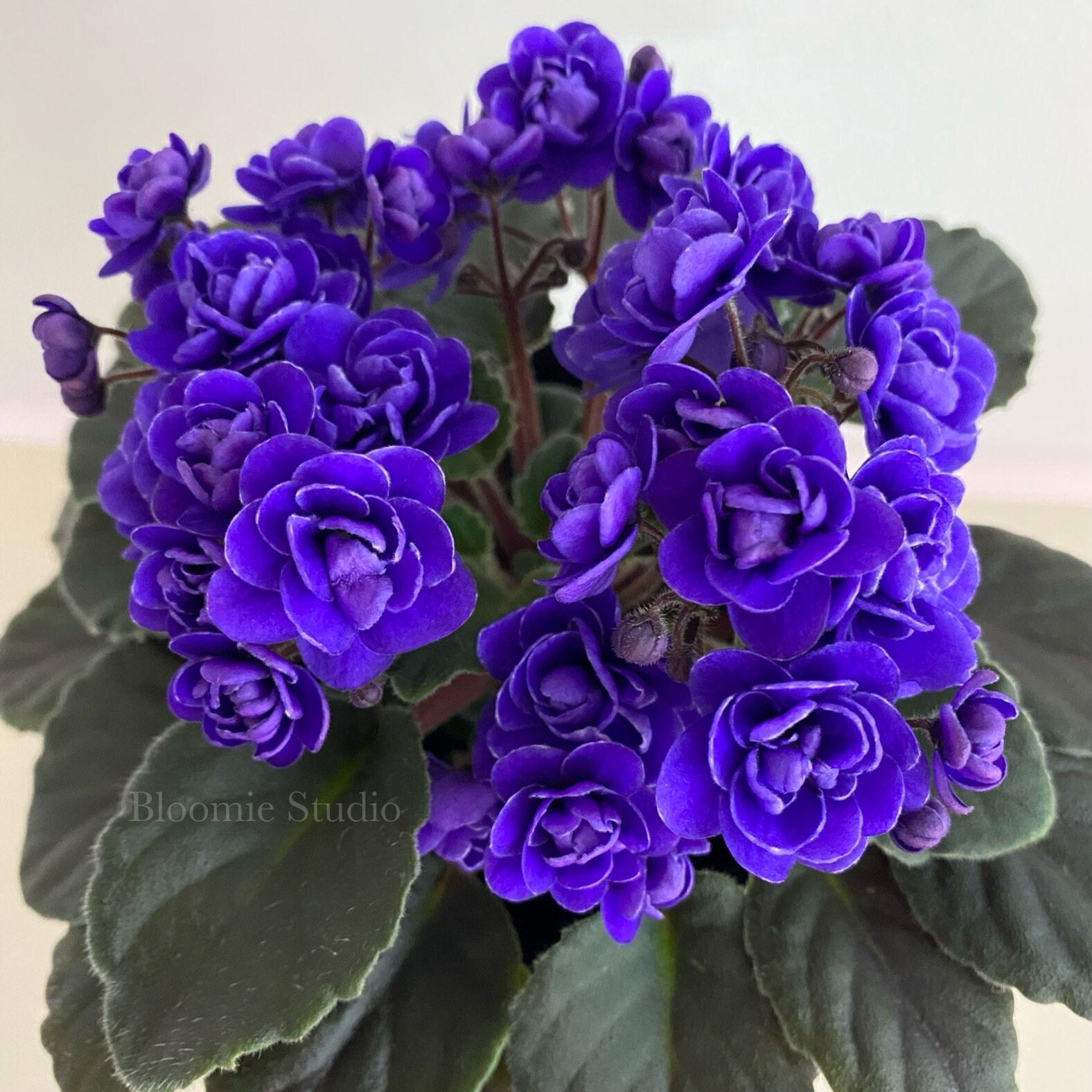 Ness' Crinkle Blue Semi Miniature African Violet - Etsy