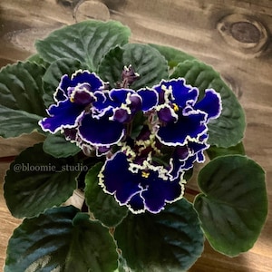 May include: A close-up of a vibrant African violet plant. The flowers are a deep blue with ruffled, white-edged petals. The plant has large, dark green leaves and is set against a wooden background. The text "@bloomie_studio" is visible.