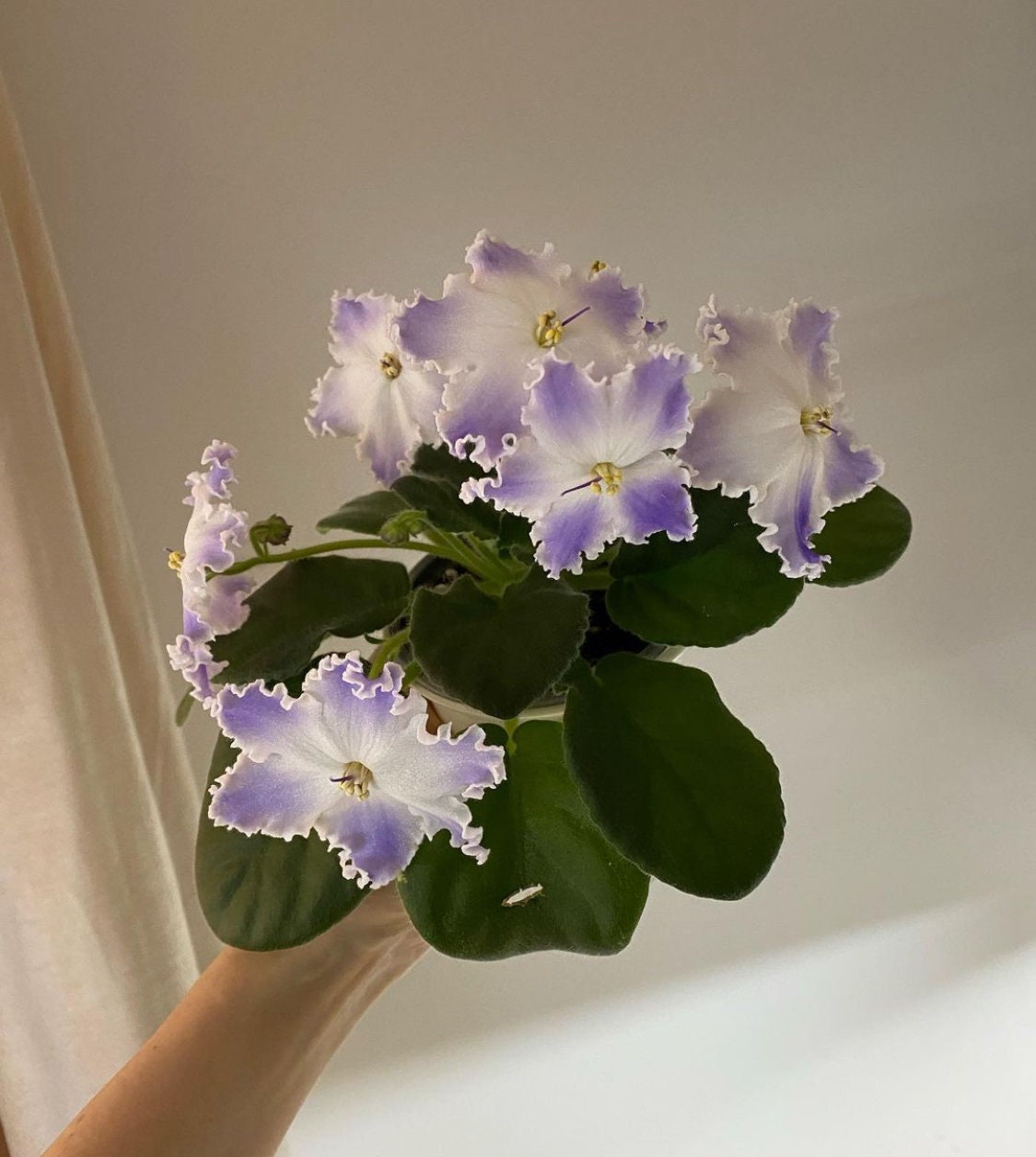 Nd-swarovski Crystal - Russian African Violet - Etsy
