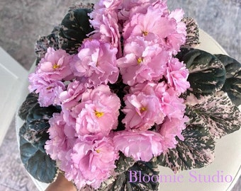 May include: A close-up of a blooming African violet plant. The plant features clusters of soft pink, ruffled flowers with yellow centers. The leaves are dark green with a variegated pattern of white and pink. The text "Bloomie Studio" is visible.