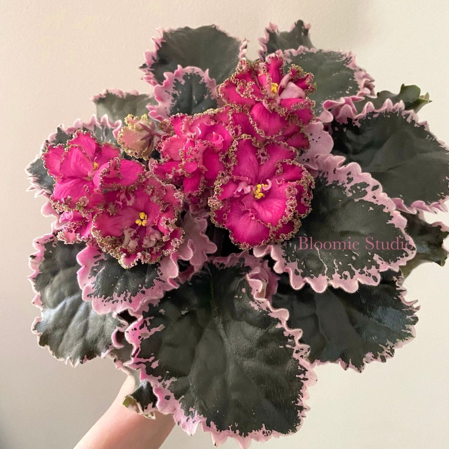Lf-coral Dream African Violet 1 Leaf Cutting - Etsy