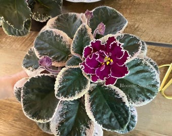 LE Paulina Viardot Variegated African Violet 1 Leaf cutting