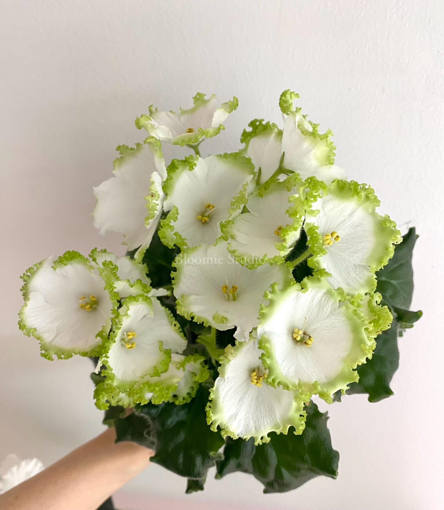 Dn-lorien ~ Rare African Violet 1 Leaf Cutting - Etsy