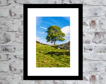 Sycamore Gap, Hadrian’s Wall, Northumberland – Photographic Print