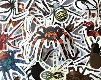 Spider Stickers Pack of 20/50, Waterproof Insect Widow Spider Suitcase Decoration Stickers for Journals Kid Gift