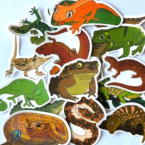 Op de afbeelding: Een verzameling kleurrijke reptielen- en amfibieënstickers. De stickers tonen verschillende soorten, waaronder een groene kameleon, een oranje kikker en een bruine slang. De ontwerpen zijn gedetailleerd en levendig, met een witte achtergrond.