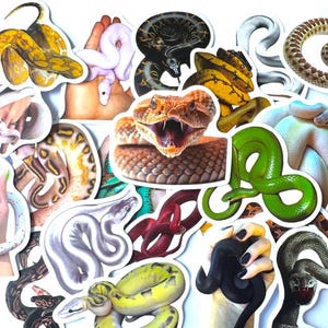 以下が含まれることがあります： 黄色、緑、白、黒、茶色など、さまざまな色のヘビが描かれたダイカットビニールステッカーのコレクション。ヘビはとぐろを巻いた状態で描かれており、手で持たれているものや、中央に口を開けたクサリヘビが配置されています。