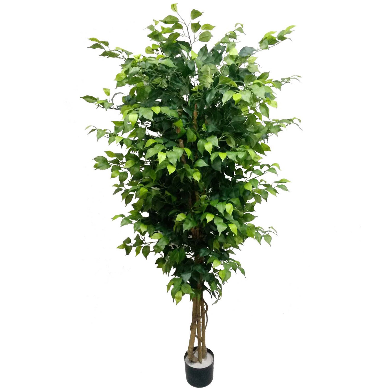 Silk Ficus Trees 6' W 1528 Lvs UV Resistant Prepotted Etsy