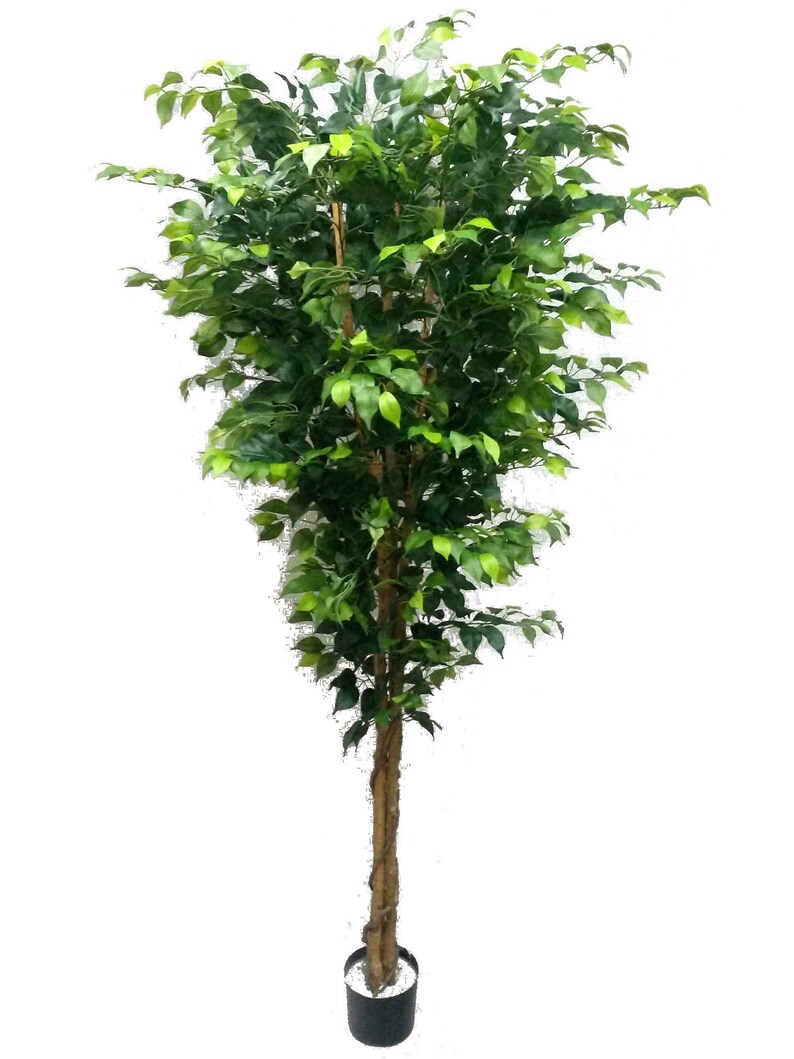 Silk Ficus Trees 7' w 2016 lvs UV Resistant prepotted Etsy