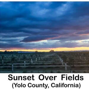 May include: A sunset over a field of trees with a wooden fence in the foreground. The sky is a mix of blue, purple, and orange.