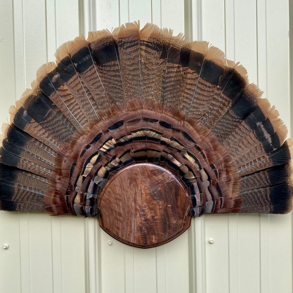 Turkey Fan Mount Etsy