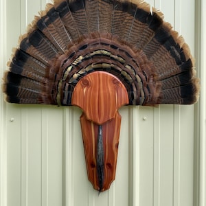 Red Cedar Turkey tail beard plaque