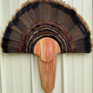 Your choice Turkey tail/beard trophy plaque, Box Elder wood