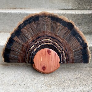 Turkey tail fan plaque cedar, oak, walnut, barnwood…