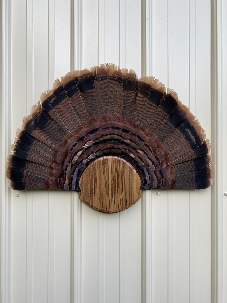 Turkey Trophy Fan Display Made From Spalted Sassafras Wood - Etsy