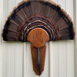 reclaimed American Chestnut turkey fan and beard plaque.