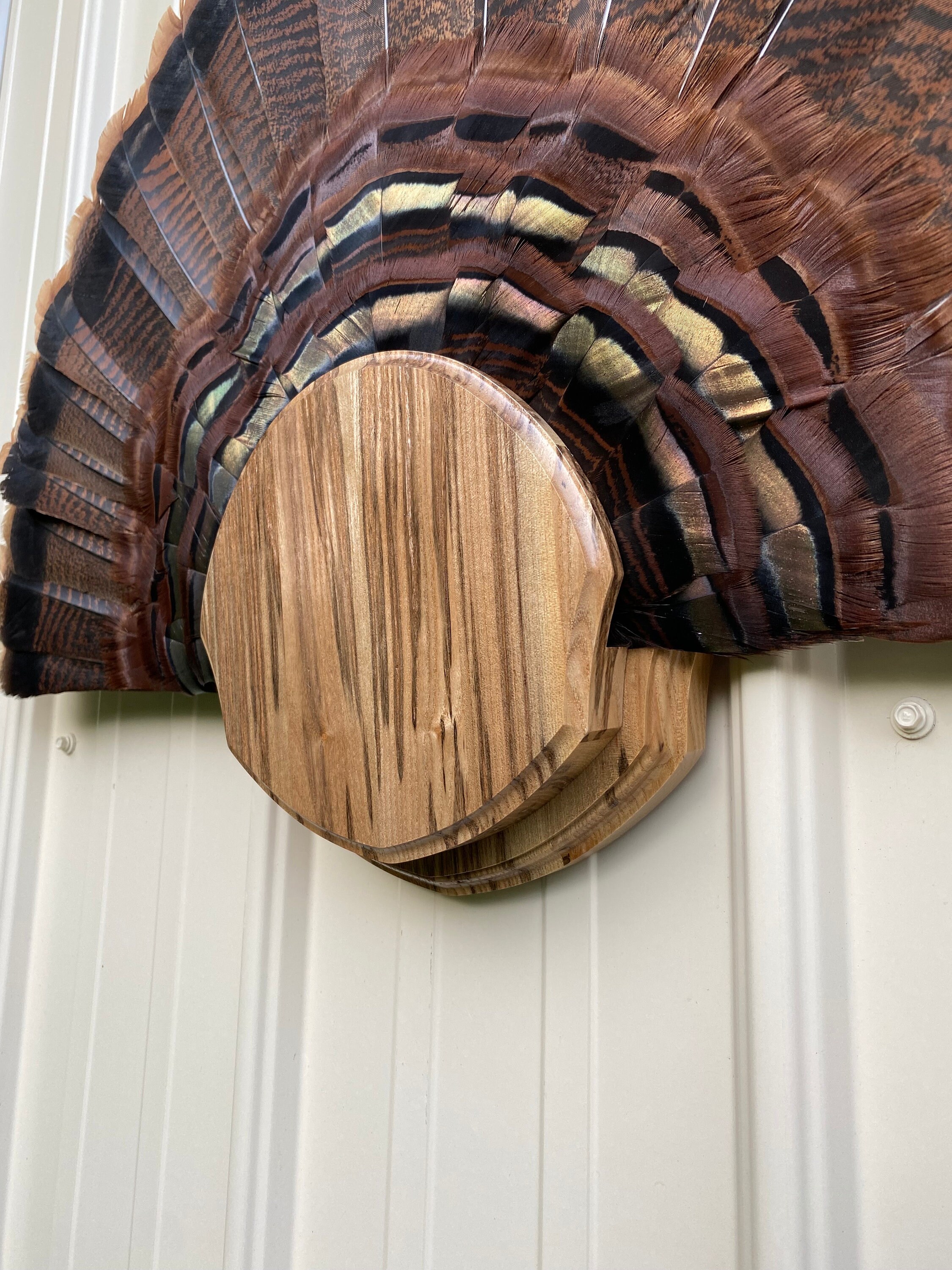 Turkey Trophy Fan Display Made From Spalted Sassafras Wood - Etsy