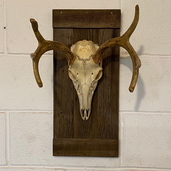 Chestnut wall panels for displaying deer skull
