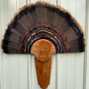 Premium curly black cherry turkey fan/beard trophy plaque.