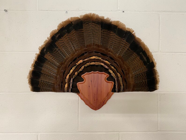 Turkey Tail Fan Mount Plaque Arrowhead Design Etsy