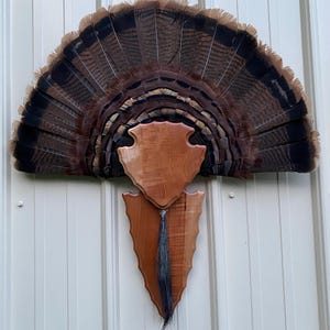 One of a kind curly black cherry turkey fan/beard trophy plaque, arrowhead design.