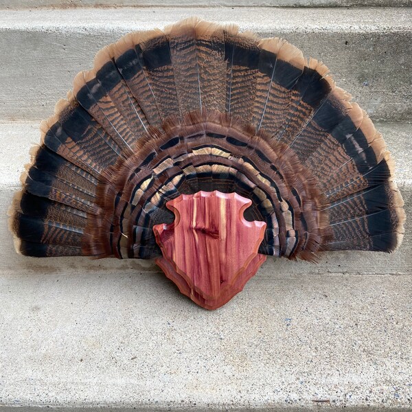 Turkey Fan Mount Etsy