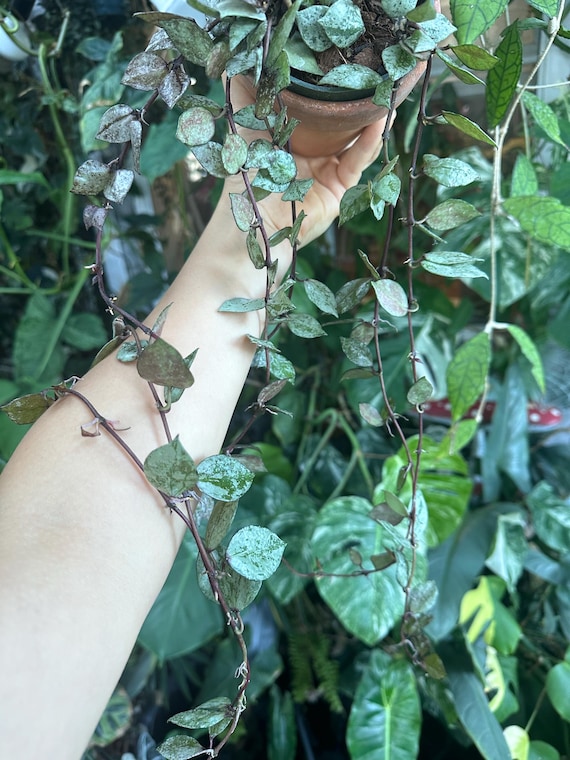Hoya Lacunosa Black Silver (grower's Choice ) - Etsy Israel