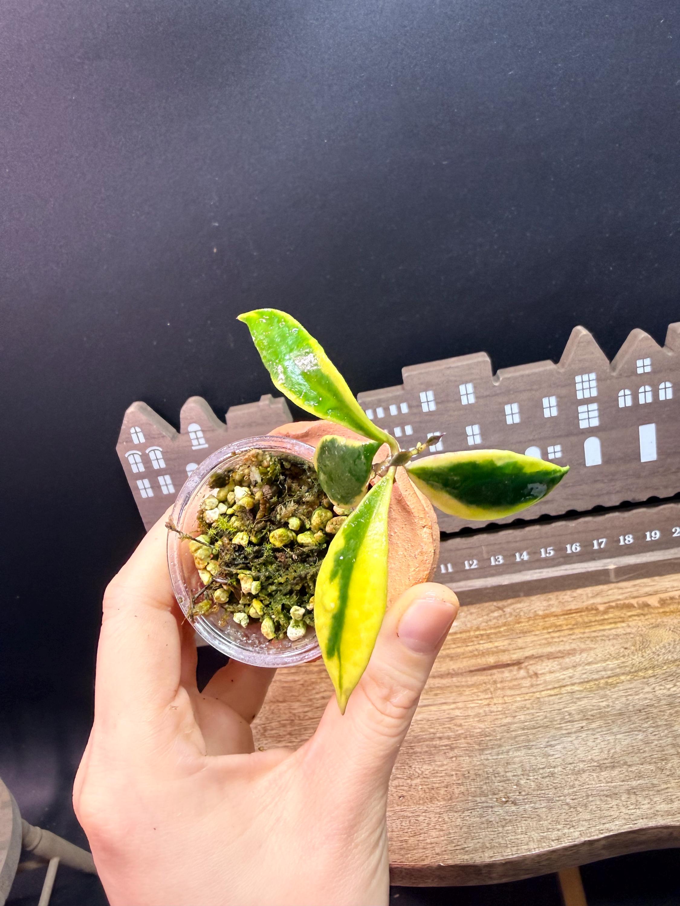 Hoya bakoensis variegated 4~5センチカップ植え Hoya bakoensis