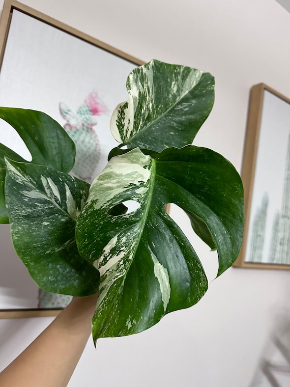 Variegated Monstera Borsigiana Albo cutting ( A leaf cutting, grower’s choice)