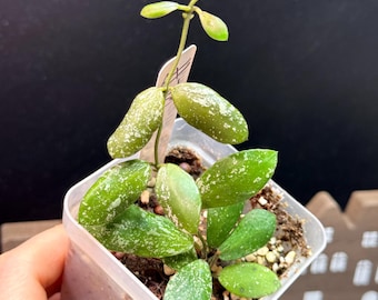 Hoya Kalimantan Mini Coin Splash - NOT Rooted Cutting - Etsy