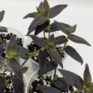 Gibasis Jose Puig Rare Wandering Jew plant image 6